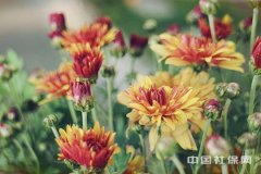 2019ľ˹ʧҵս±׼ȡ̡Ǯ