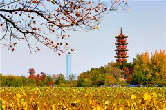 2019ʧҵս±׼ȡ̡Ǯ